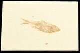 Detailed, Knightia Fossil Fish - Wyoming #78318-1